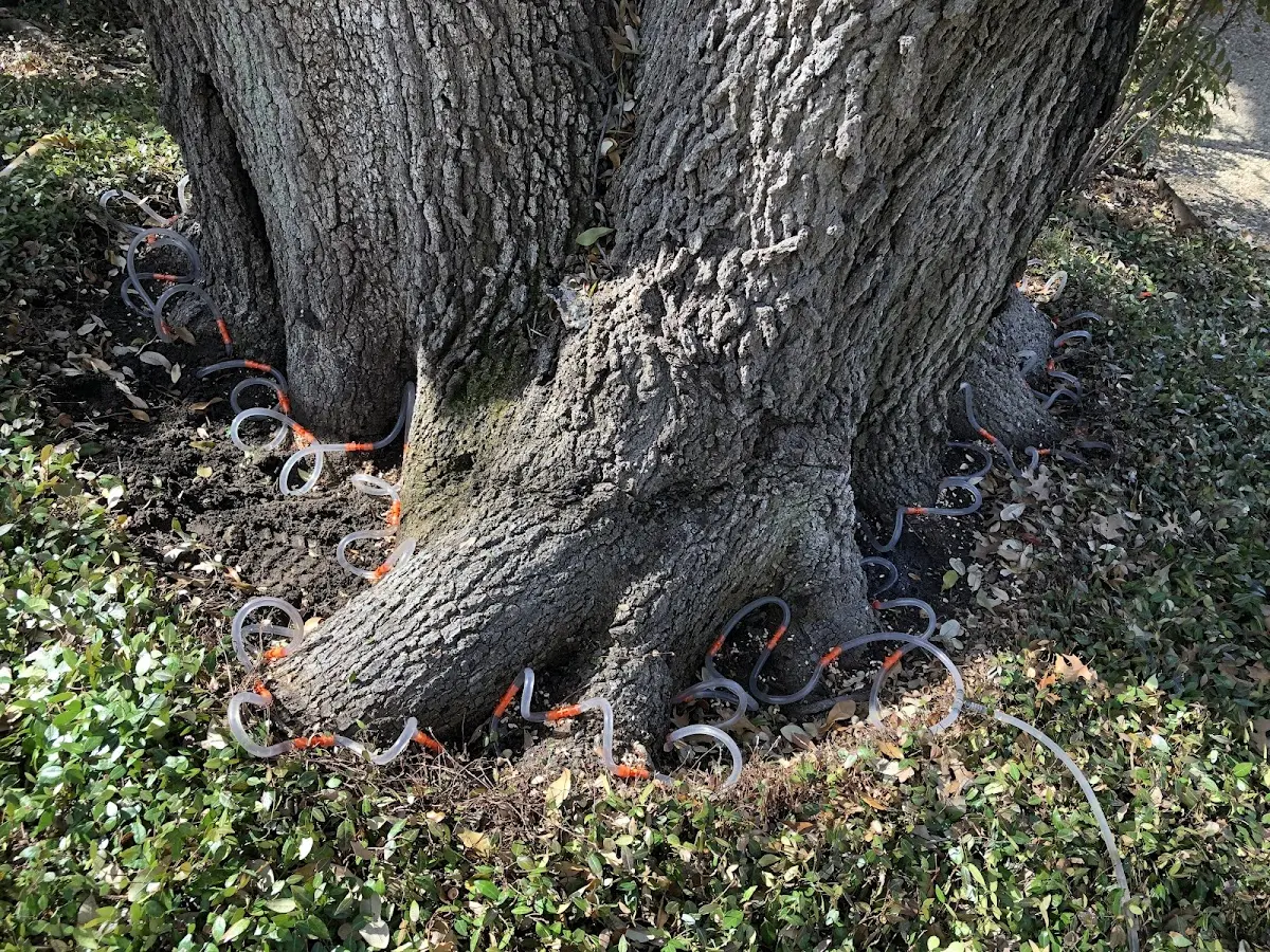 Detailed Tree Cabling and Bracing job site in Ferndale