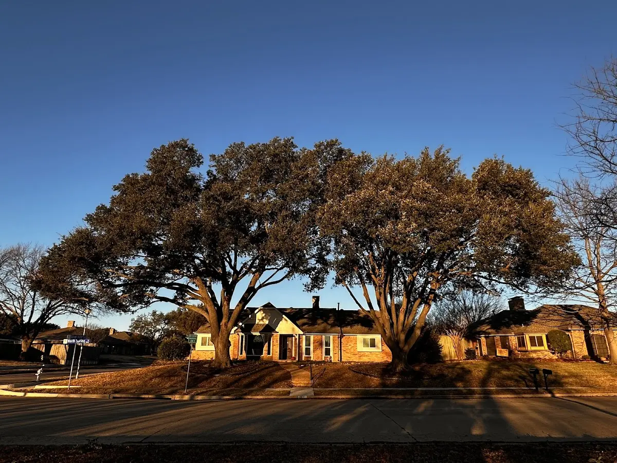 Established residential canopy tree shading a home in Ferndale